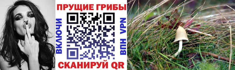 Псилоцибиновые грибы GOLDEN TEACHER  Купить где  Слободской 
